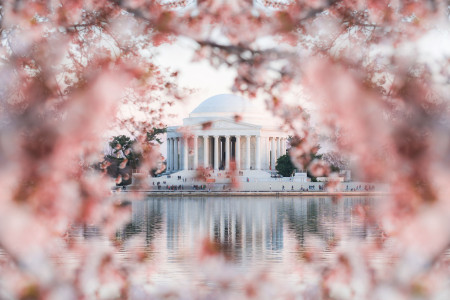 USA: Ein Meer aus rosa-weißen Blüten – Frühling in der Hauptstadtregion